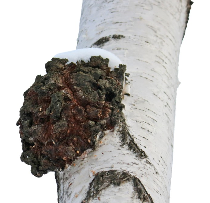 Chaga článek